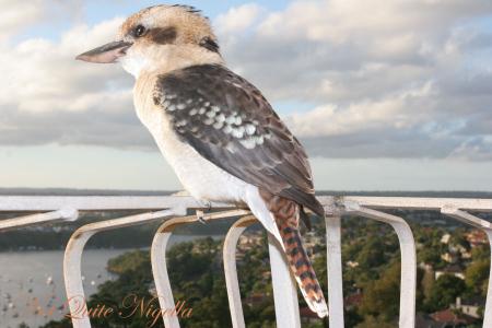 Kookaburra