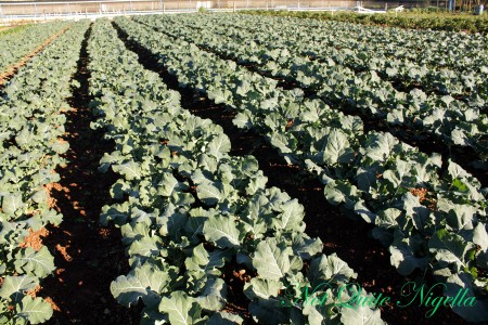 a-rows-of-leaves