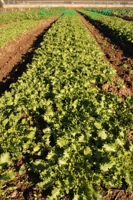 a-rows_curly_endive