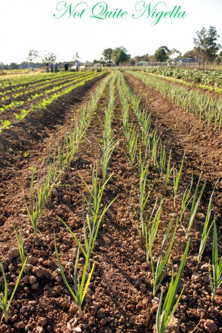 a-spring_onions