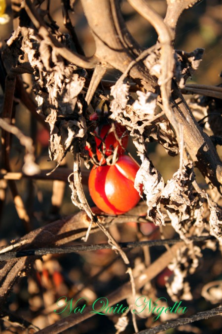 a-tomatoes