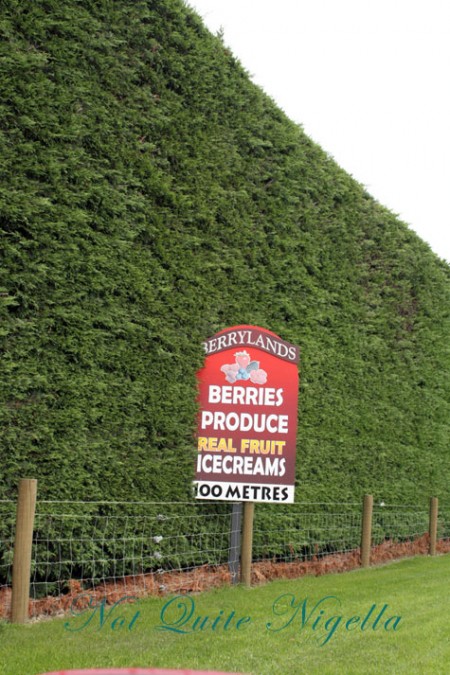 a-pyo_berries_10