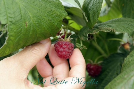 a-pyo_berries_2