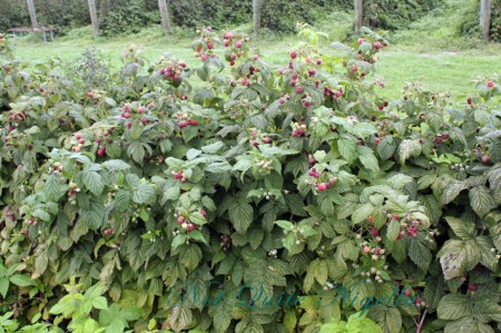 a-pyo_berries_3