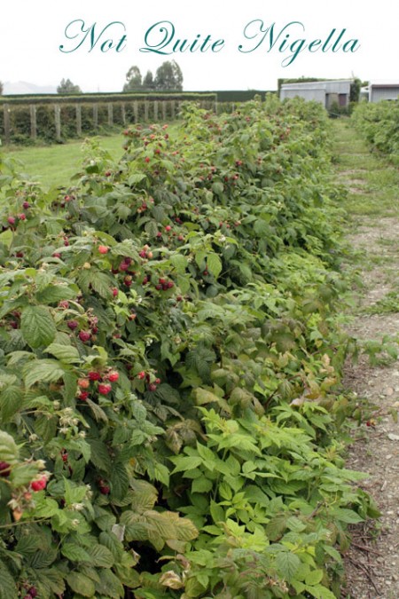 a-pyo_berries_4
