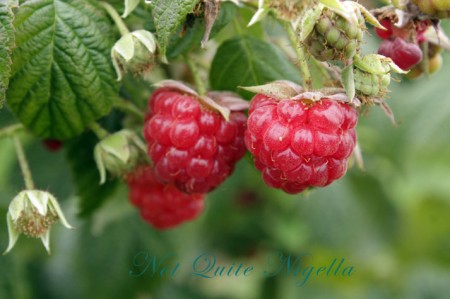 a-pyo_berries_5