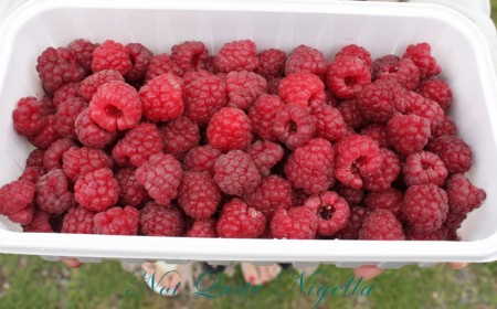 a-pyo_berries_7
