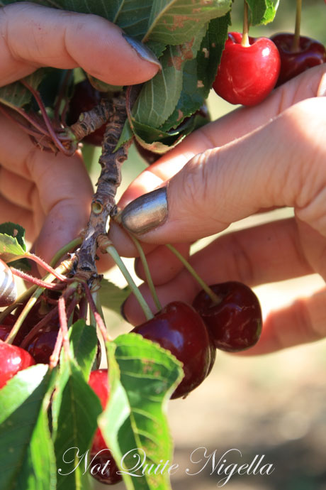 orange picking cherries orange picking cherries