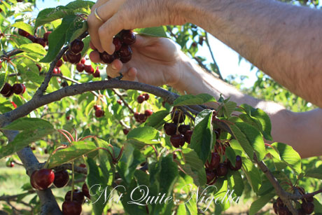 orange picking cherries orange picking cherries