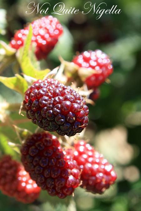 huntley berry berries huntley berry berries