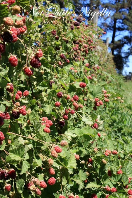 huntley berry bush huntley berry bush