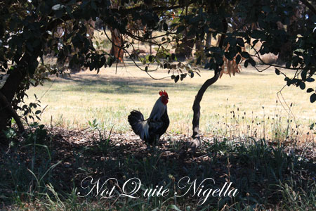 huntley berry rooster huntley berry rooster
