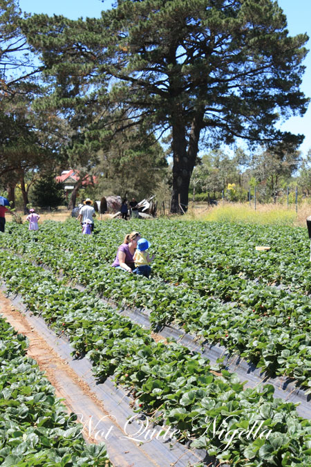 huntley berry strawberries huntley berry strawberries