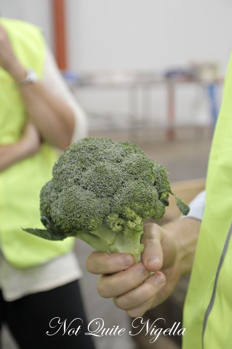 tasmania producers