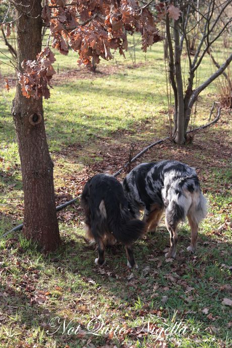truffle hunt chateau yering