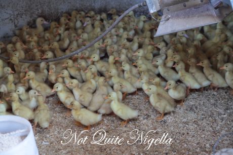 gaian poultry saltwater big banana