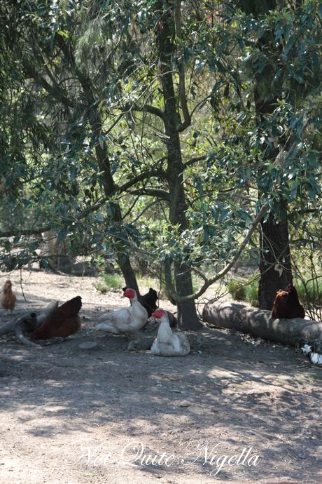 gaian poultry saltwater big banana
