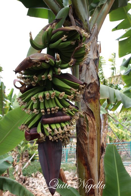 gaian poultry saltwater big banana