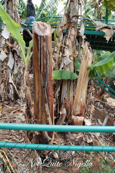 gaian poultry saltwater big banana