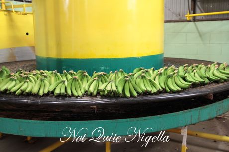 gaian poultry saltwater big banana