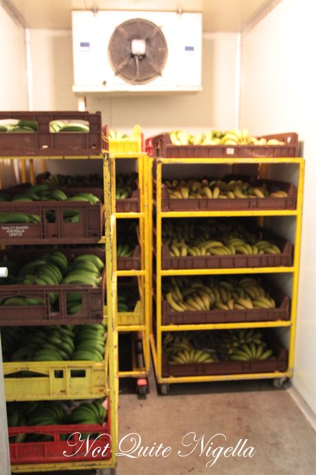 gaian poultry saltwater big banana