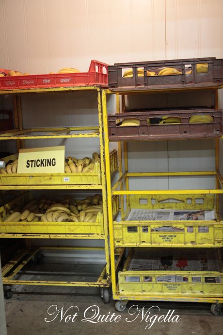 gaian poultry saltwater big banana