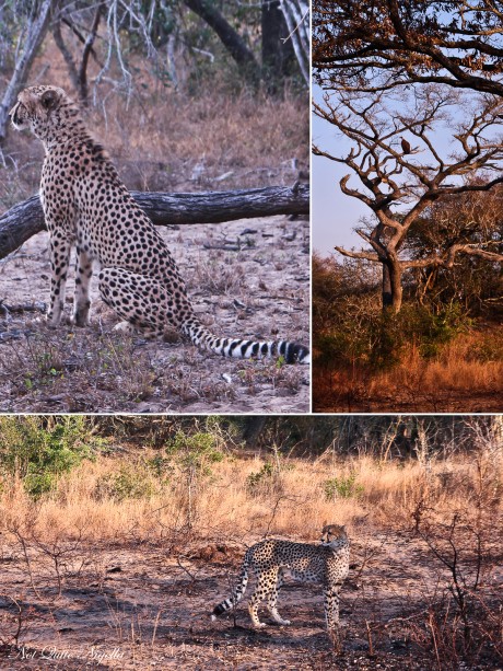 cheetah-2