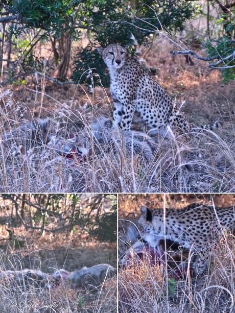 cheetah-cubs-2