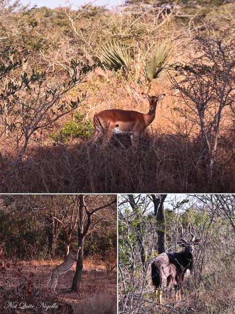 day-safari-2