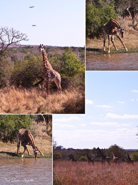 giraffes-2