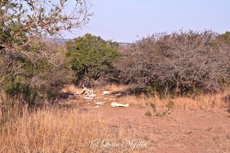 phinda south africa