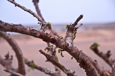 salalah oman