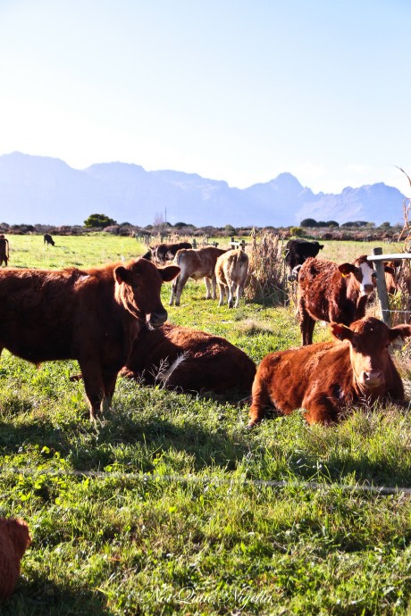 stellenbosch franschhoek south africa