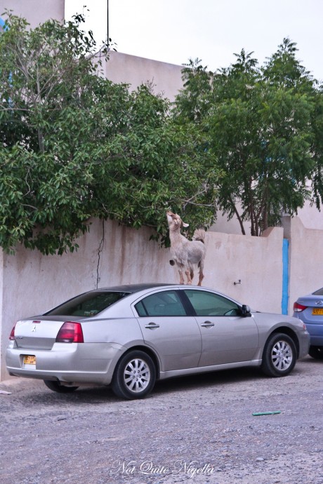 the view hail al shas oman