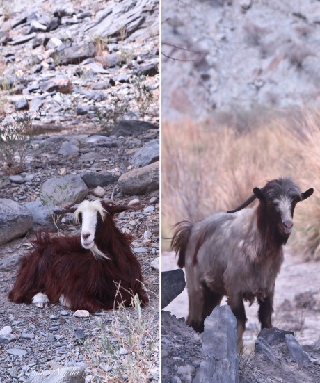 two-goats