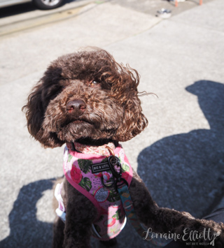 Angus Marrickville