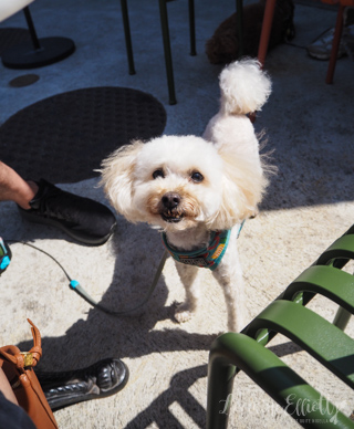 Angus Marrickville
