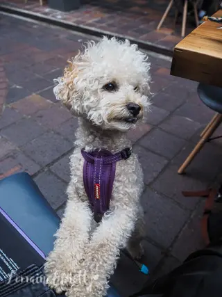 Brooklyn Crispy, Potts Point