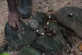 a-walnuts