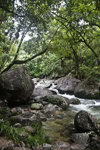 cairns food mossman gorge walk-12