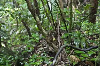 cairns food mossman gorge walk-6