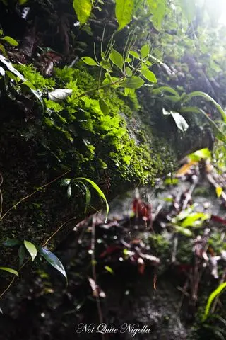 cairns food mossman gorge walk-8