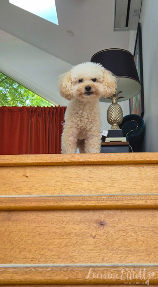 Dill Pickle Dip Recipe