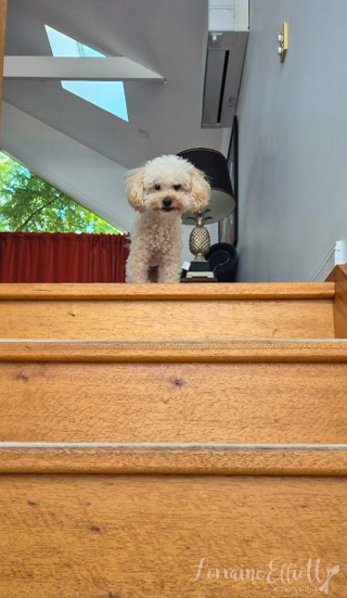 Dill Pickle Dip Recipe