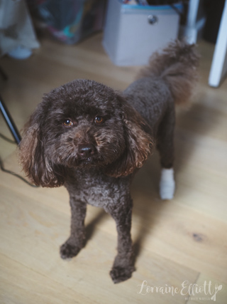 Goat's Cheese Tart Recipe