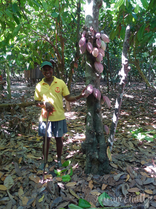 Halba Chocolate Switzerland