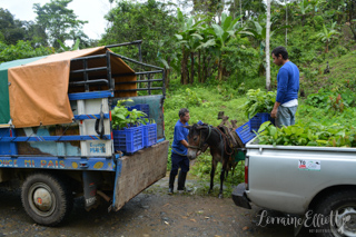 Halba Chocolate Switzerland