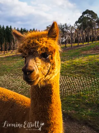 Hawkesbury Region Food Where To eat