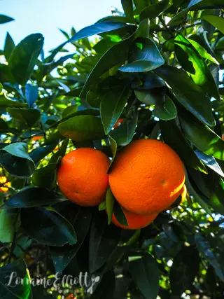 Hawkesbury Region Food Where To eat