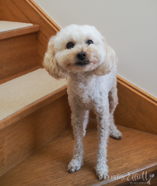 Honey Baked Ham - Spiral Cut